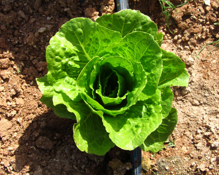 Orchard Lettuce planted in an orchard